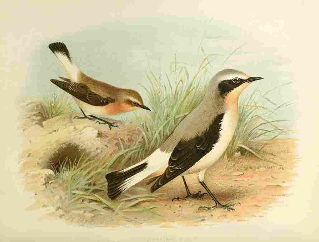 Gronvold Birds 1907 Wheatear A4 Photo Print
