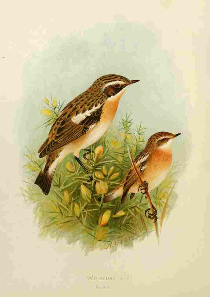 Gronvold Birds 1907 Whinchat A4 Photo Print