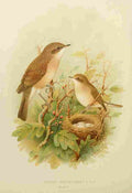 Gronvold Birds 1907 Whitethroat Lesser A4 Photo Print