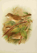 Gronvold Birds 1907 Whitethroat A4 Photo Print