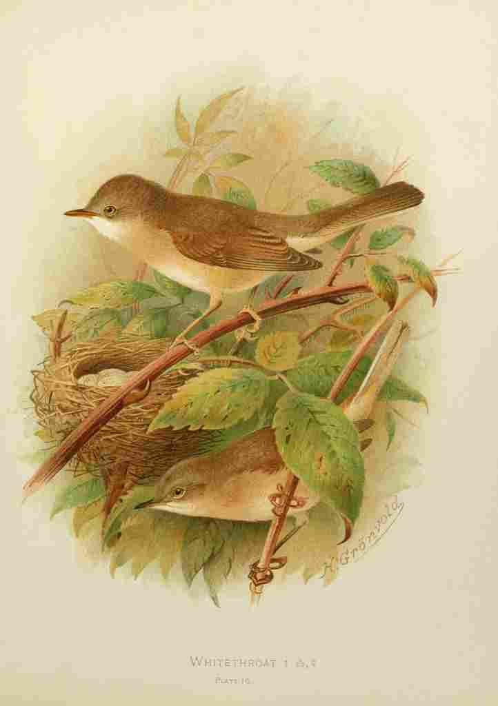 Gronvold Birds 1907 Whitethroat A4 Photo Print