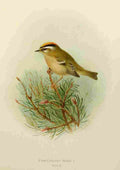 Gronvold Birds 1907 Wren Fire crested A4 Photo Print