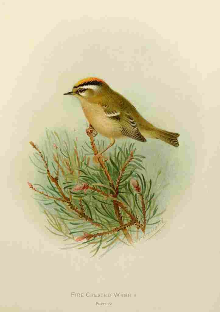 Gronvold Birds 1907 Wren Fire crested A4 Photo Print