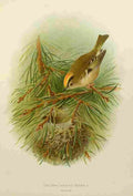 Gronvold Birds 1907 Wren Golden crested A4 Photo Print