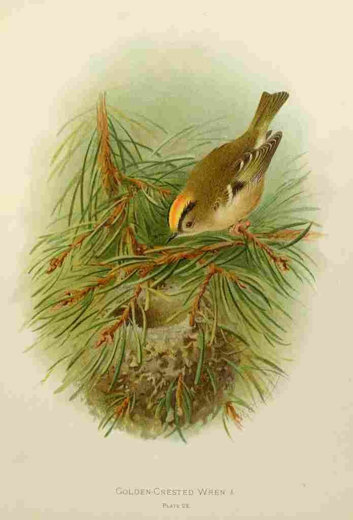 Gronvold Birds 1907 Wren Golden crested A4 Photo Print