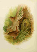 Gronvold Birds 1907 Wren A4 Photo Print