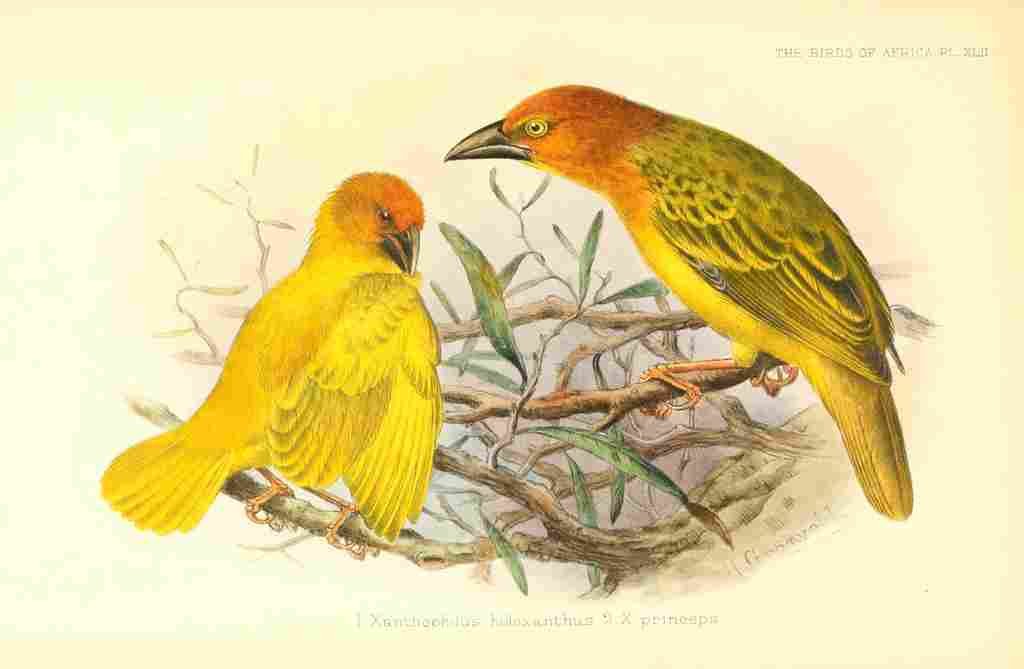 Gronvold Birds of Africa 1896 Princes Is Golden Warbler A4 Photo Print