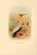 Gronvold Birds of La Plata 1920 Black faced Ibis A4 Photo Print