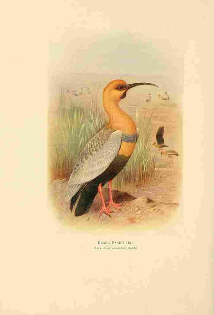 Gronvold Birds of La Plata 1920 Black faced Ibis A4 Photo Print