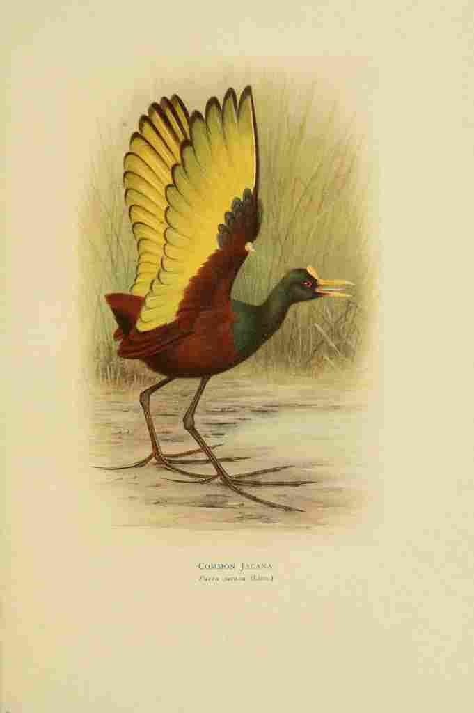 Gronvold Birds of La Plata 1920 Common Jacana A4 Photo Print