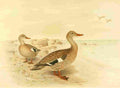 Gronvold Ducks 1925 Madagascan Teal A4 Photo Print