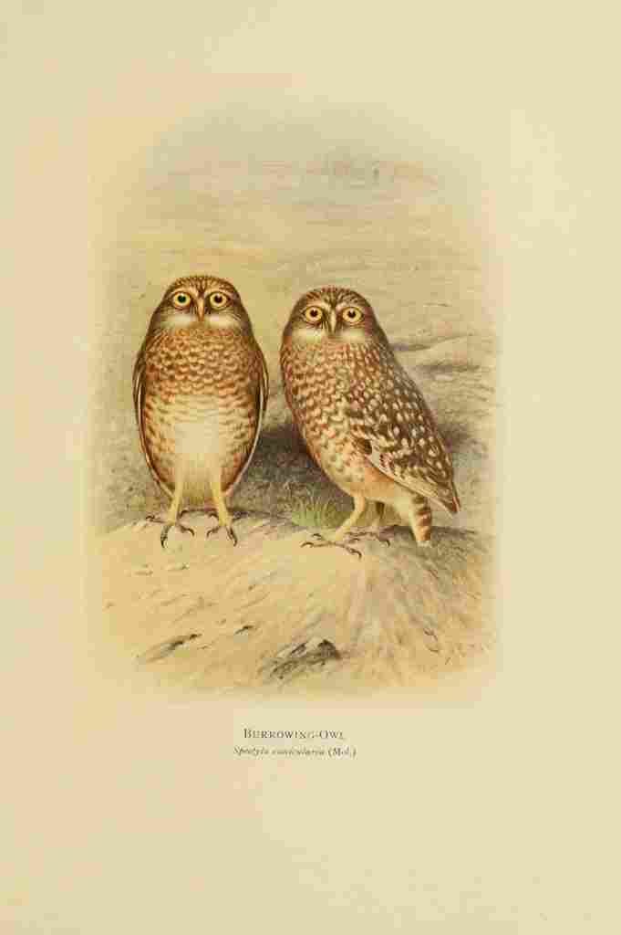 Gronvold Henrik 1920 Burrowing Owl A4 Photo Print