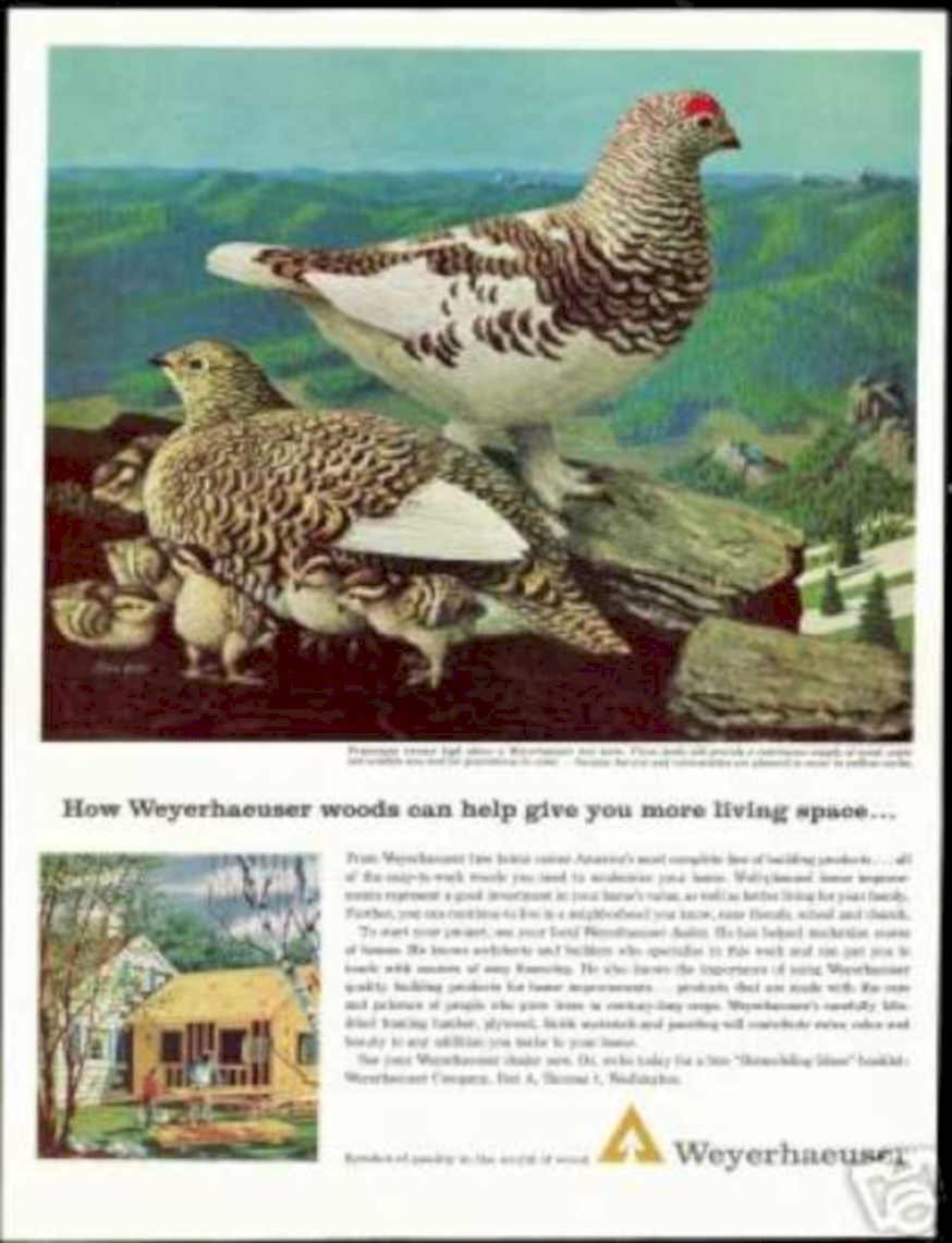 Grouse Chicks Woods Vintage Retro Advert Ads A4 Photo Print