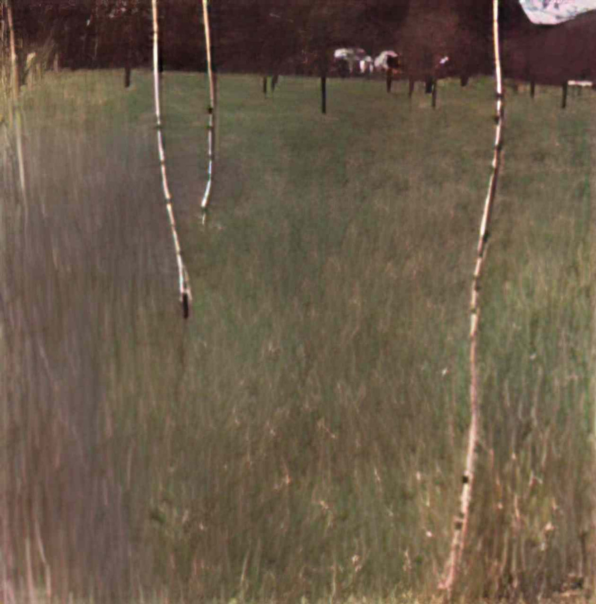 Gustav Klimt farmhouses with birch trees Art A4 Photo Print