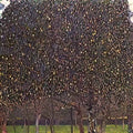 Gustav Klimt pear tree 1903 Art A4 Photo Print UK