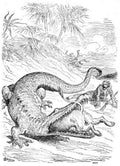 Gustave Dore Idylls and Munchausen 40 Vintage Illustration A4 Photo Print