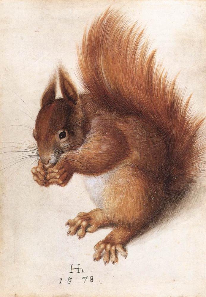 HOFFMANN Hans Squirrel Art A4 Photo Print