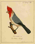 Hahn Birds 1818 Loxia A4 Photo Print
