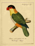 Hahn Birds 1818 Psittacus A4 Photo Print