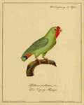 Hahn Birds 1818 Pygmy Parrot A4 Photo Print