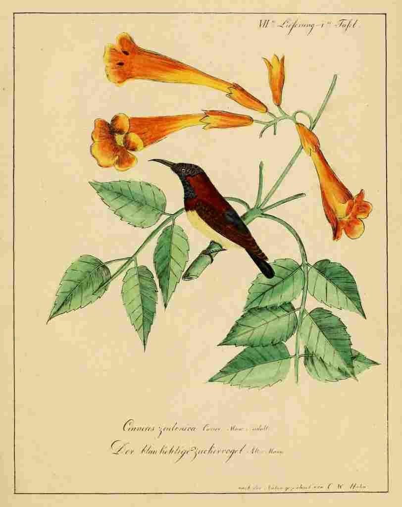 Hahn Birds 1818 Sugarbird A4 Photo Print