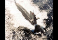 Hai Lung Class Diesel Electric Attack Submarine Taiwan A4 Photo Print