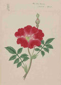 Hai kai kuwa c1870 A4 Photo Print