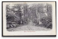 Hampshire Eldon Woods Sallys Walk Track Trough Trees Vintage A4 Photo Print