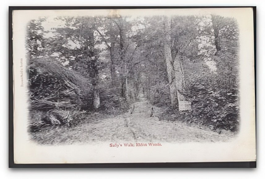 Hampshire Eldon Woods Sallys Walk Track Trough Trees Vintage A4 Photo Print
