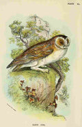 Hand book to the Birds 1896 Barn Owl A4 Photo Print