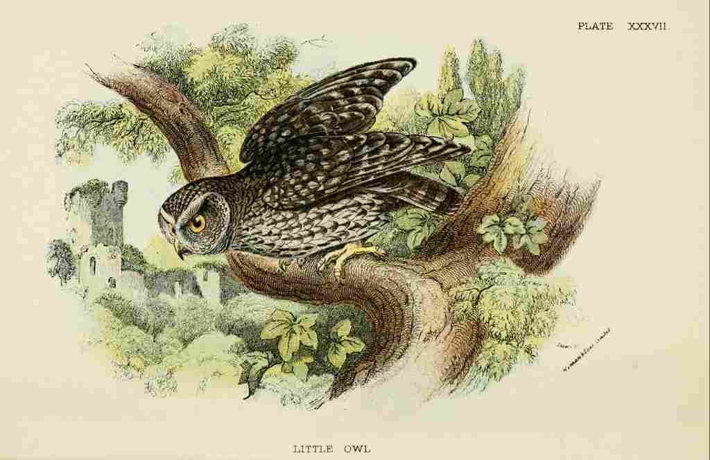 Hand book to the Birds 1896 Little Owl A4 Photo Print