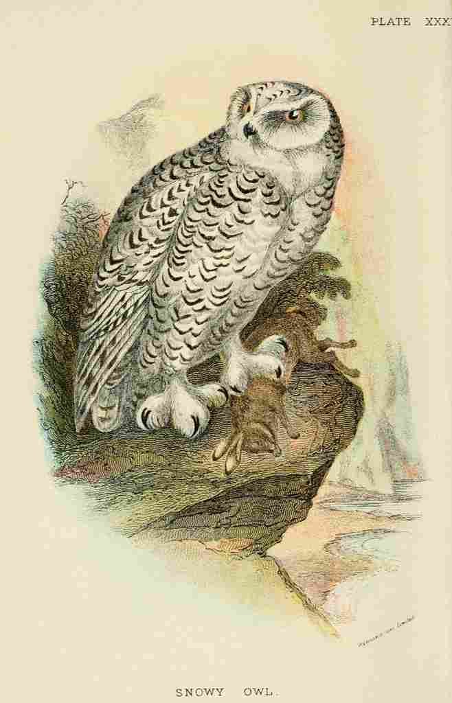 Hand book to the Birds 1896 Snowy Owl A4 Photo Print