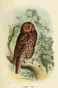 Hand book to the Birds 1896 Tawny Owl A4 Photo Print
