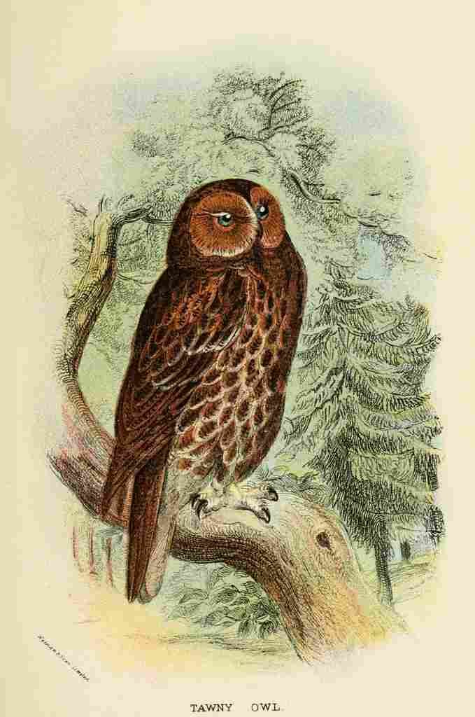 Hand book to the Birds 1896 Tawny Owl A4 Photo Print