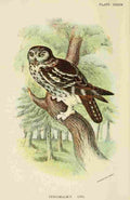 Hand book to the Birds 1896 Tengmalms Owl A4 Photo Print