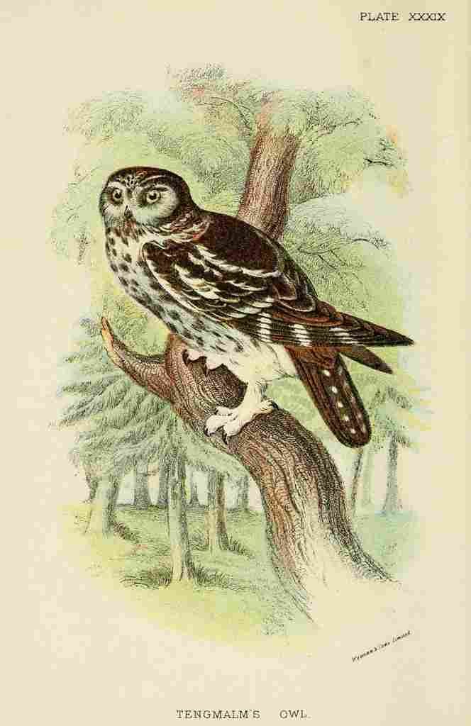 Hand book to the Birds 1896 Tengmalms Owl A4 Photo Print