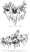 Hans Tegner Page 072 Fairy Art Vintage Illustration A4 Photo Print