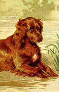 Hardy E Stuart 1865 1935 Dog Tales Spaniel A4 Photo Print