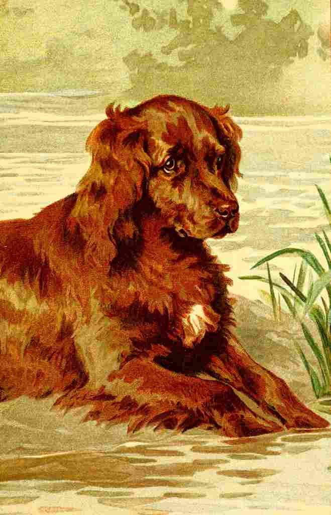 Hardy E Stuart 1865 1935 Dog Tales Spaniel A4 Photo Print
