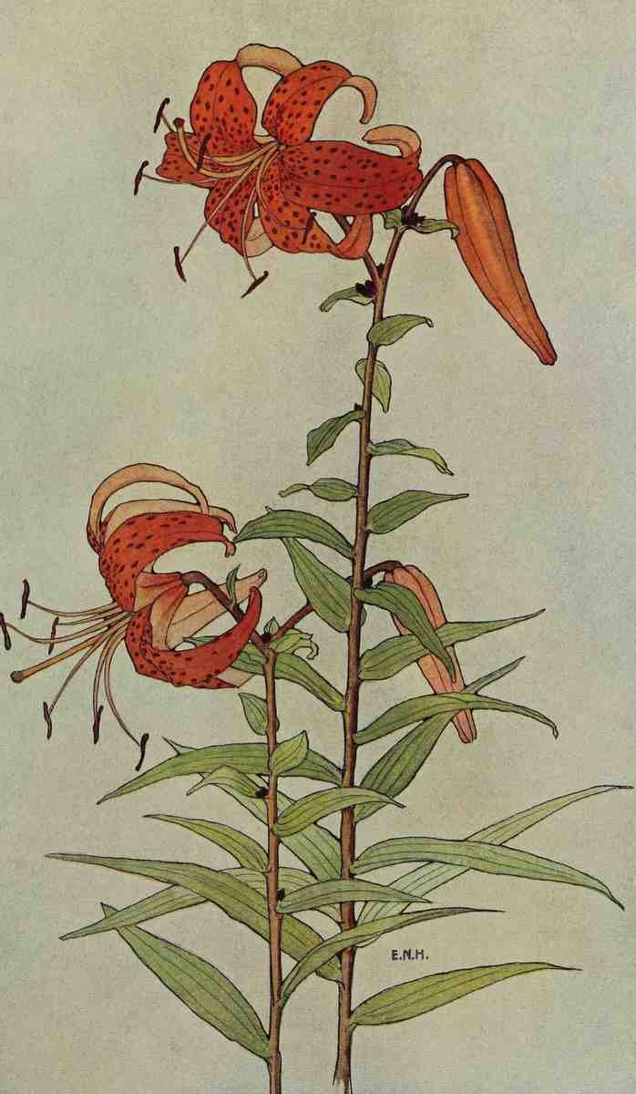 Harlow EN Keramic Studio 1899 1920 Tiger Lily A4 Photo Print