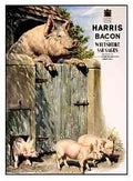 Harris Bacon 155 advert A4 Photo Print