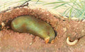 Hartig Karl Ludwig Tierleben 1911 Golden Mole A4 Photo Print