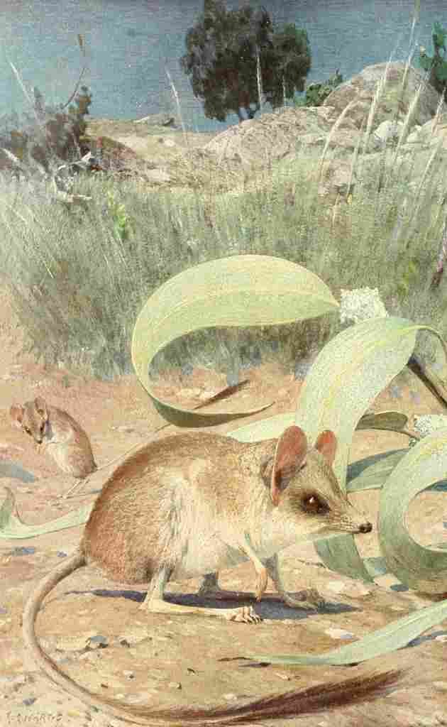 Hartig Karl Ludwig Tierleben 1911 Jerboa A4 Photo Print