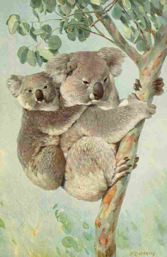 Hartig Karl Ludwig Tierleben 1911 Koala A4 Photo Print