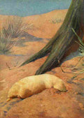 Hartig Karl Ludwig Tierleben 1911 Marsupial Mole A4 Photo Print