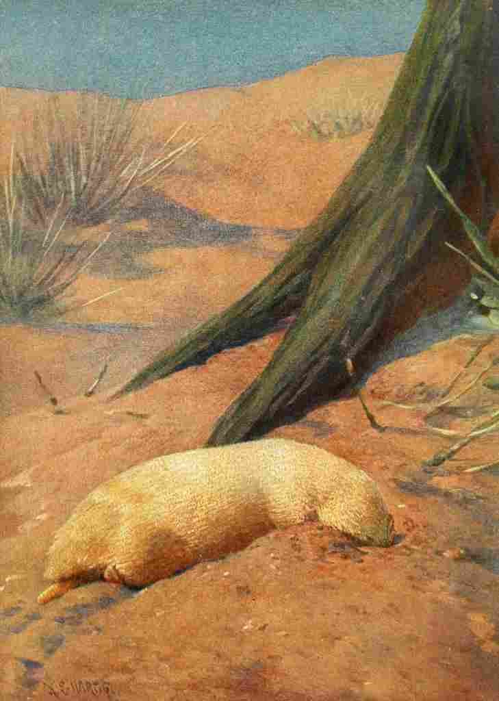 Hartig Karl Ludwig Tierleben 1911 Marsupial Mole A4 Photo Print