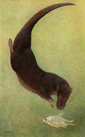 Hartig Karl Ludwig Tierleben 1911 Otter Shrew A4 Photo Print