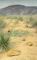 Hartig Karl Ludwig Tierleben 1911 Pikas A4 Photo Print