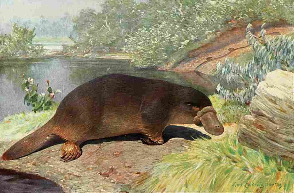 Hartig Karl Ludwig Tierleben 1911 Platypus A4 Photo Print