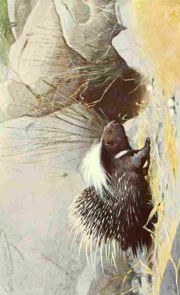 Hartig Karl Ludwig Tierleben 1911 Porcupine 2 A4 Photo Print